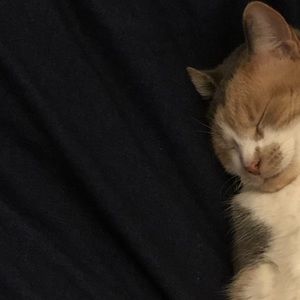 Meet your Posher, Abby